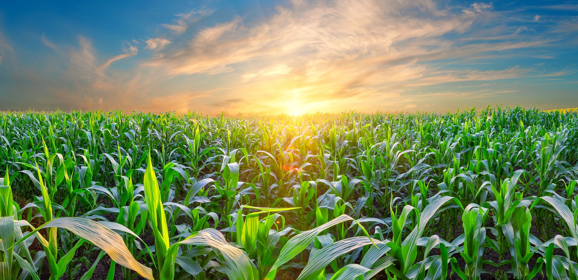 corn field during sunrise